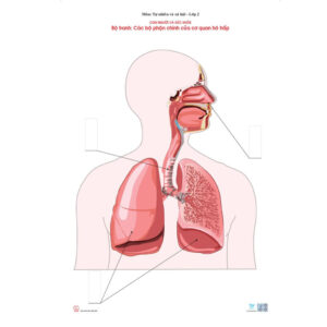 Các bộ phận chính của cơ quan hô hấp